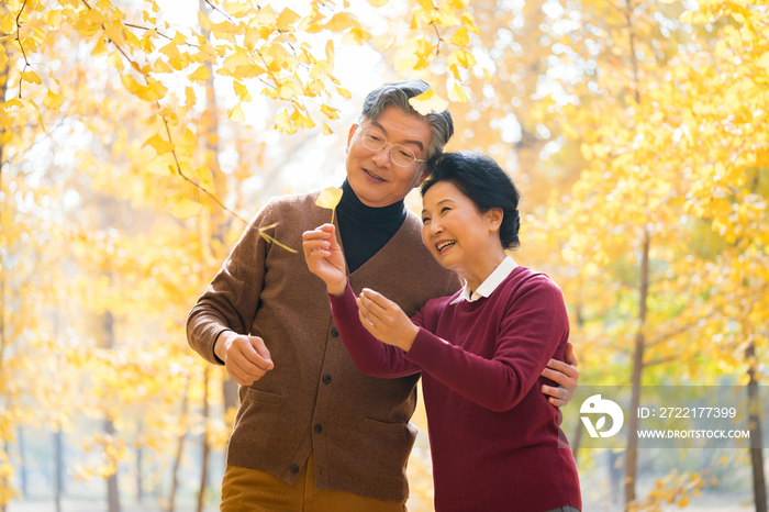 在银杏林散步的老年夫妻