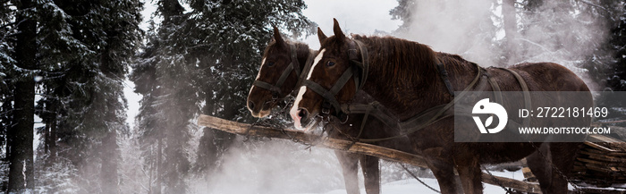 Horses with horse harness in snowy mountains with pine trees, panoramic shot