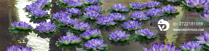 lotus,purple artificial flowers are floating on the water