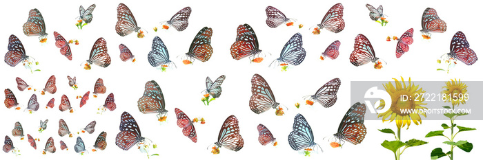 many types of butterflies on a white background. Butterfly found in Thailand