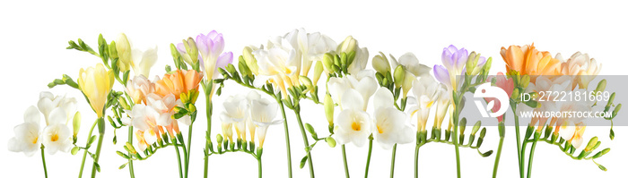 Beautiful freesia flowers on white background