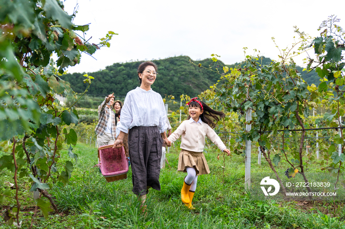 全家人在果园采摘葡萄