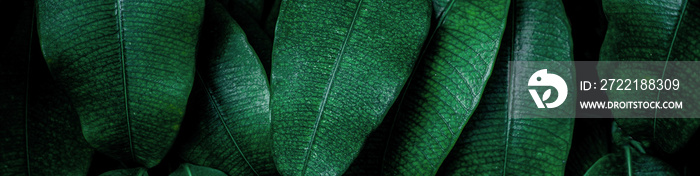 closeup nature view of green leaf and palms background. Flat lay, dark nature concept, tropical leaf