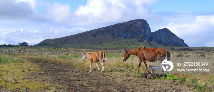 Foal and young mare walk across a dirt road leading across the vast grassfield.