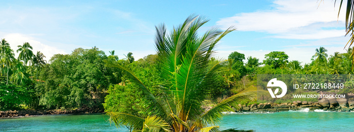 Lake, coconut palms and mangroves. The concept is travel. Wide photo