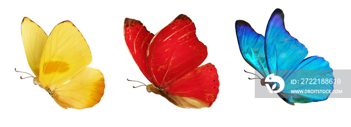 Set of beautiful blue, yellow and red butterflies. Cymothoe excelsa isolated on white background. Butterfly Nymphalidae and Butterfly Phoebis philea with spread wings and in flight.