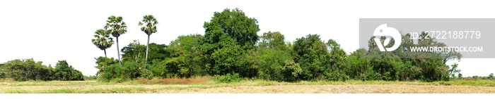 View of a High definition Treeline isolated on a white background