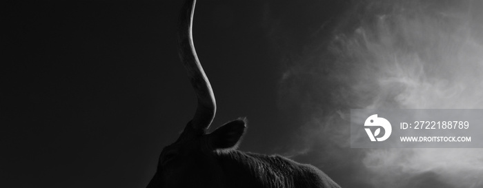 Dramatic silhouette of Texas longhorn cow horn close up against dark sky background for western banner with copy space on background.