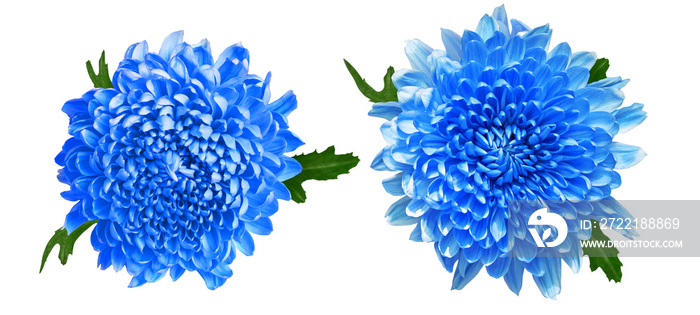 Pair of blue chrysanthemums