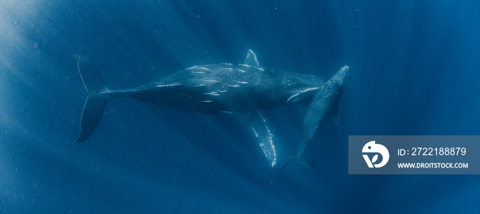 Mother and calf Humpback whale