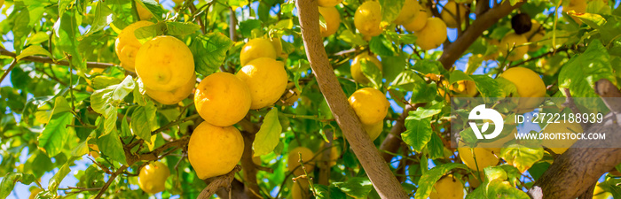 Oranges harvest on the plantation in the garden. Citrus trees with mandarins and lemons. Ripe fruits of lemons and oranges on the branches of a tree. Gardening in Cyprus.