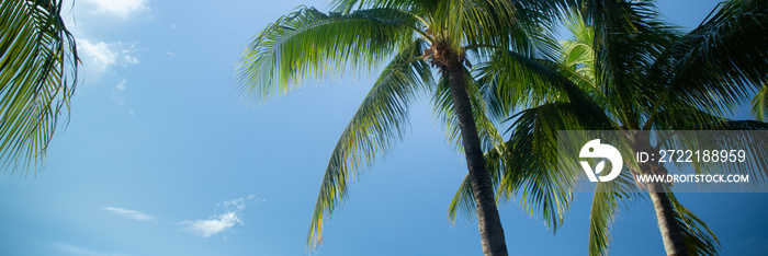 coconut tree banner stock photo royalty free