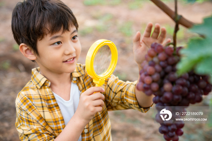 小男孩拿着放大镜观察葡萄