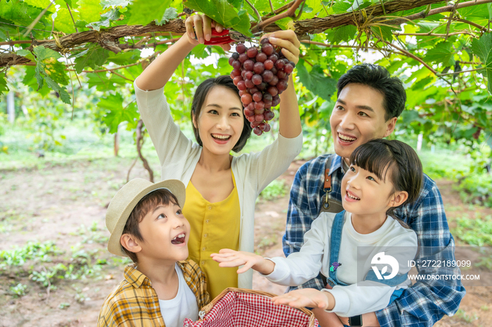 年轻家庭在果园采摘葡萄