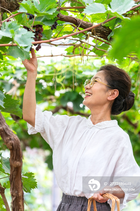 老年女人在果园采摘葡萄