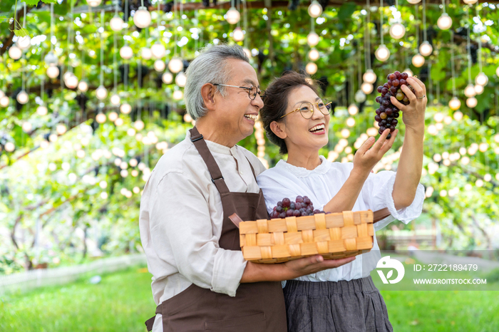 老年夫妻在果园采摘葡萄