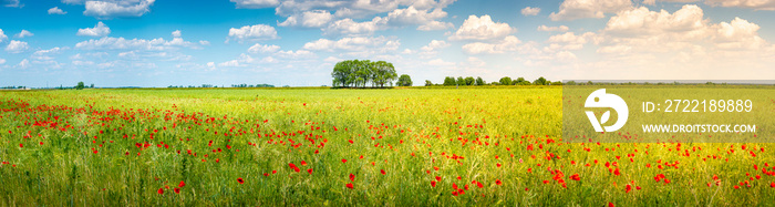 Panoramic view over beautiful green and yellow farm landscape and meadow field with red poppy flowers, Germany