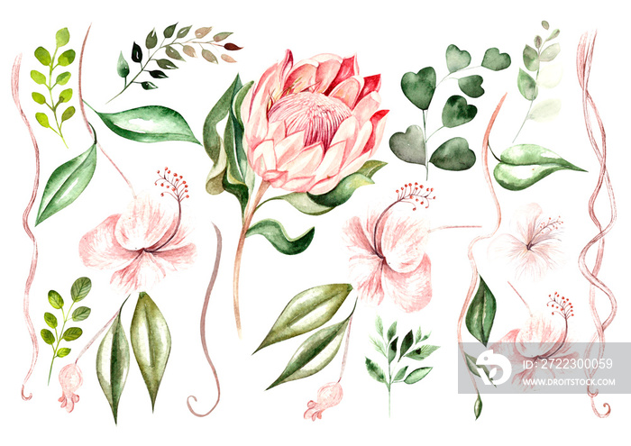 Beautiful watercolor set with protea  flowers and hibiscus. Tropical plants and leaves.