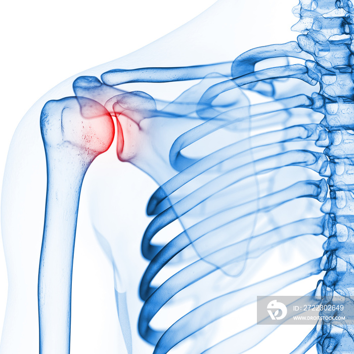 3d rendered medically accurate illustration of the skeletal shoulder