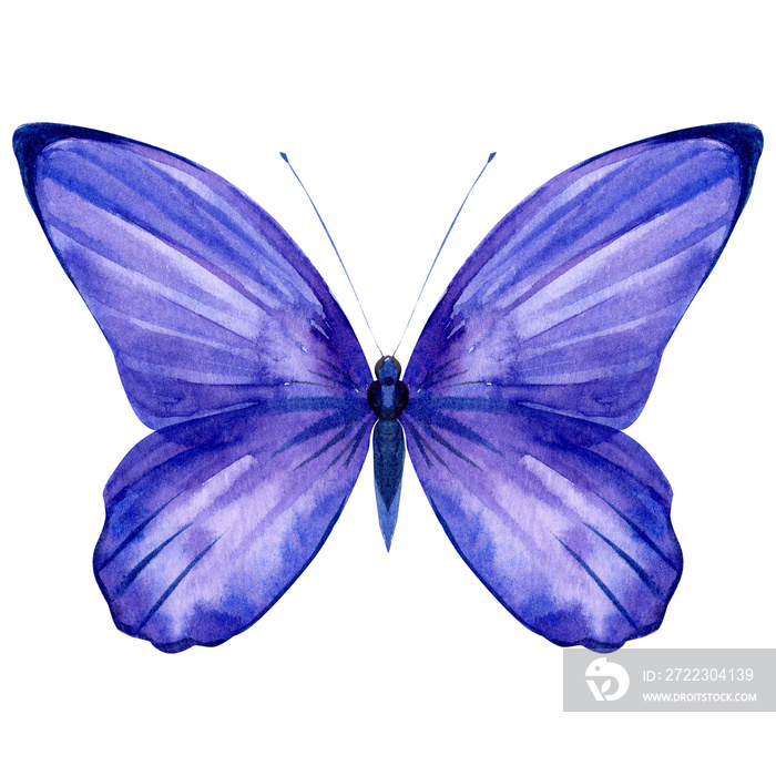 孤立的白色背景上的紫色蝴蝶，水彩画