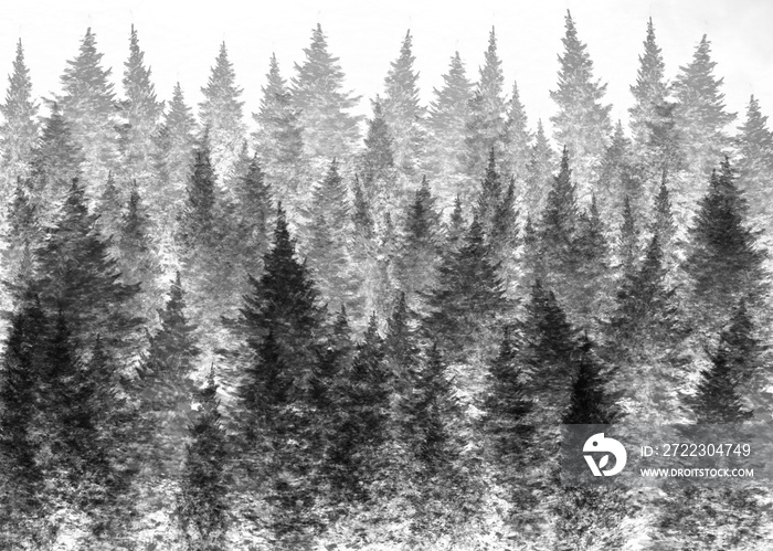 背景为雾蒙蒙的森林