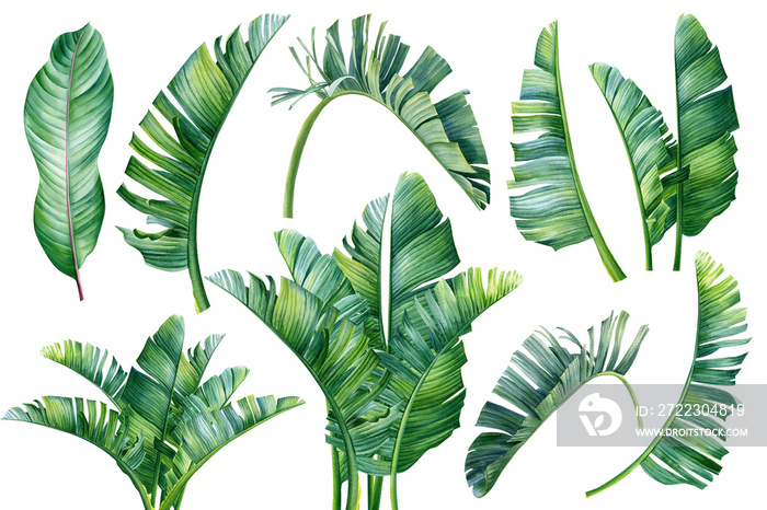 孤立的白色背景上的热带棕榈叶，水彩元素集，植物插图。H