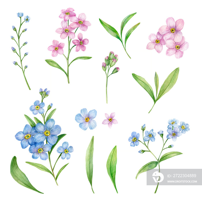 Watercolor Hand Drawn Botanical Illustration with Blue and Pink Forget-Me-Nots Flowers. Hand Drawn E