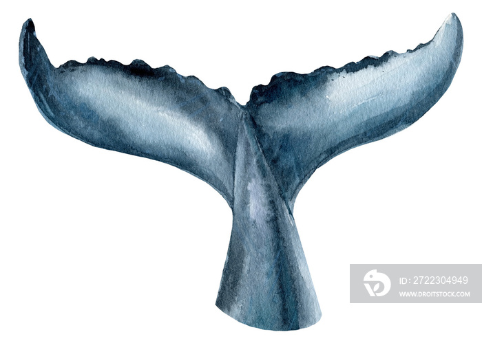 whale tail on isolated white background, watercolor illustration