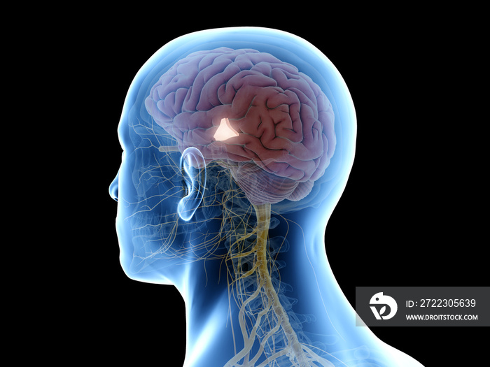 3d rendered medically accurate illustration of the hypothalamus