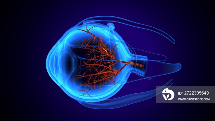 男性人眼解剖的三维渲染。