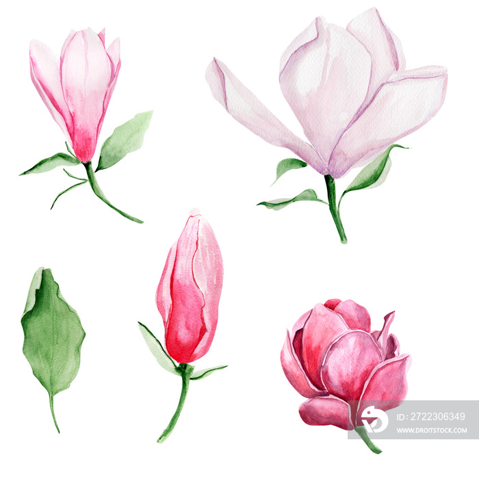 Blooming magnolia watercolor set of plant elements. Template for decorating designs and illustration