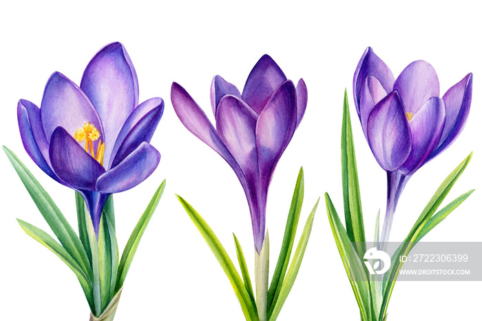 greeting card with spring crocus flowers, watercolor painting, hand drawinggreeting card with spring