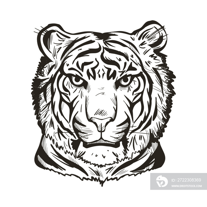 Tiger portrait in closeup isolated vector illustration sketch. Monochrome hand drawn panthera tigris