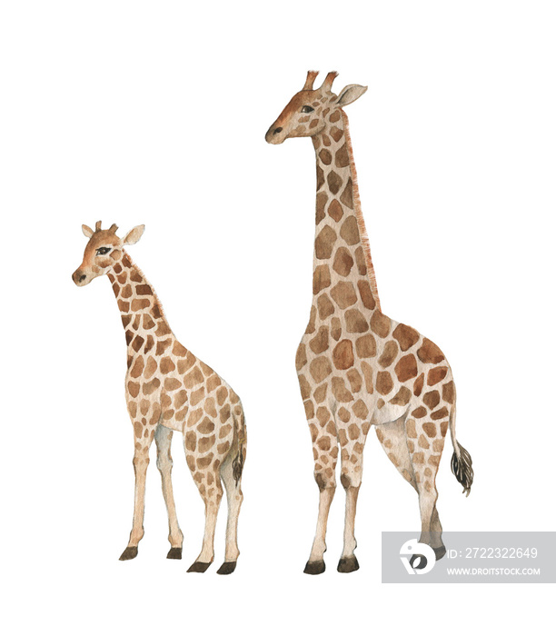 Hand drawn watercolor illustration with cute giraffes. Baby and mother giraffe isolated on the white