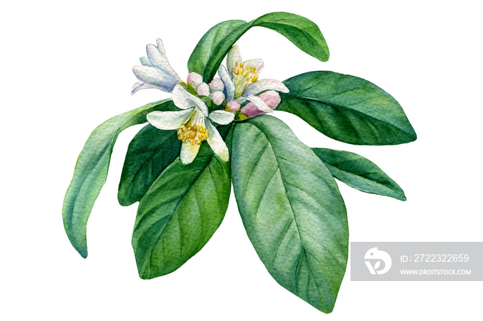 flowering mandarin branch, botanical watercolor drawing.