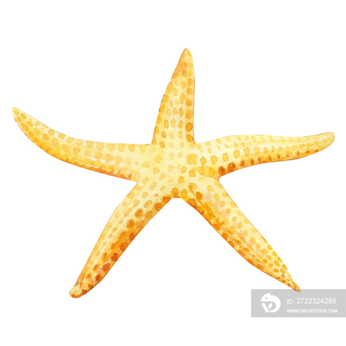 starfish on an isolated white background, watercolor illustration