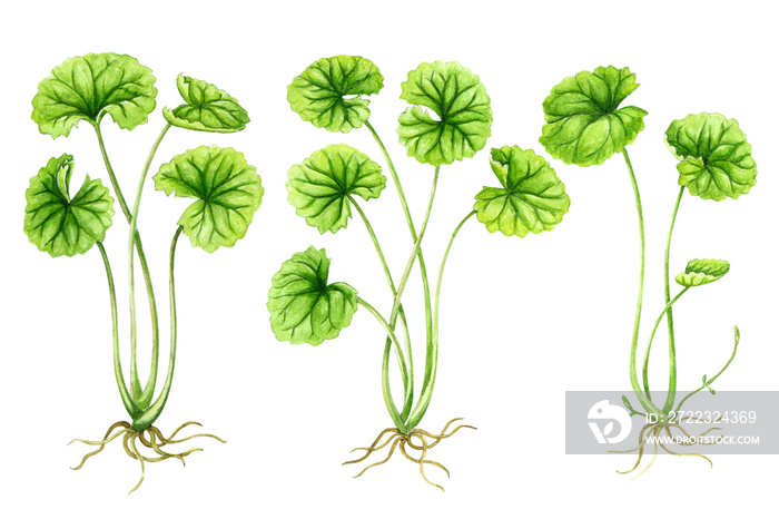 Gotu kola leaf watercolor illustration on white background, health care and medical concept