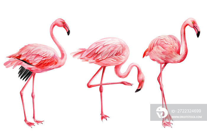 Set of flamingos on white background. Watercolor pink flamingo.