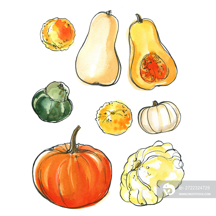 Piece of orange pumpkin with seeds painted with watercolor on a white background. A colored sketch o