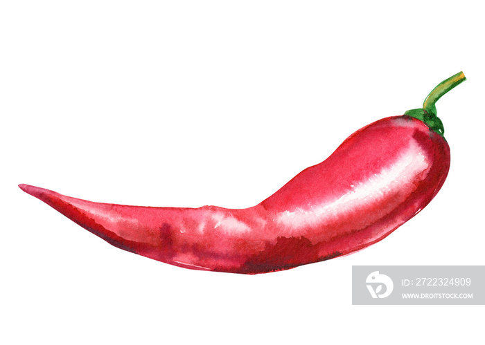 孤立的白色背景上的红辣椒，水彩插图