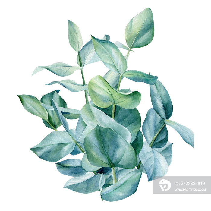 Eucalyptus bouquet, leaves on isolated on white background, green design. Watercolor illustration