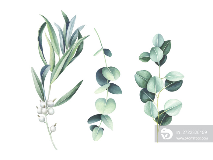 Eucalyptus and wild olive branches isolated on white. Watercolor illustration.