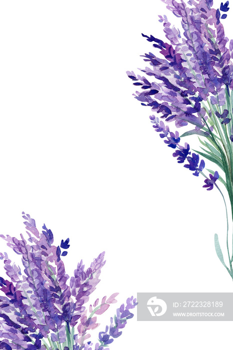 一套淡紫色花朵元素，背景为孤立的白色，水彩插图，手绘