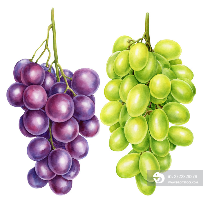 watercolor fruit grapes branch on isolated white background