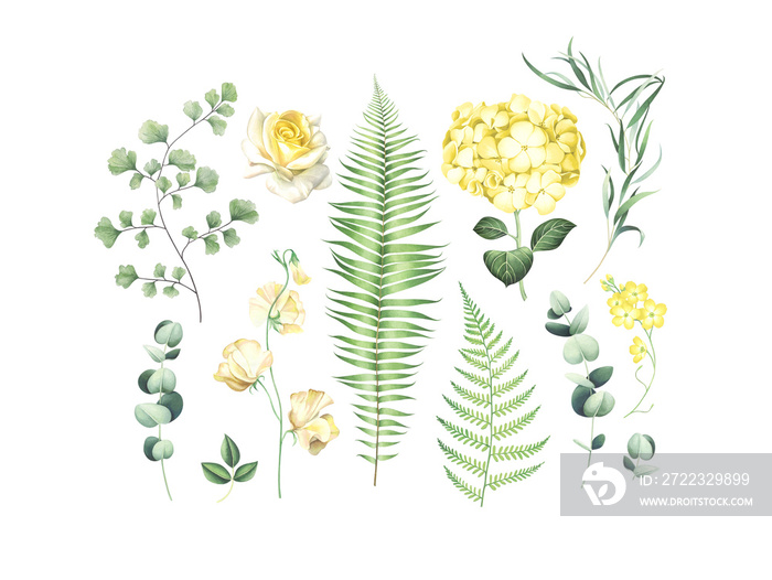 Botanical set of eucalyptus branches, fern and yellow flowers isolated on white.