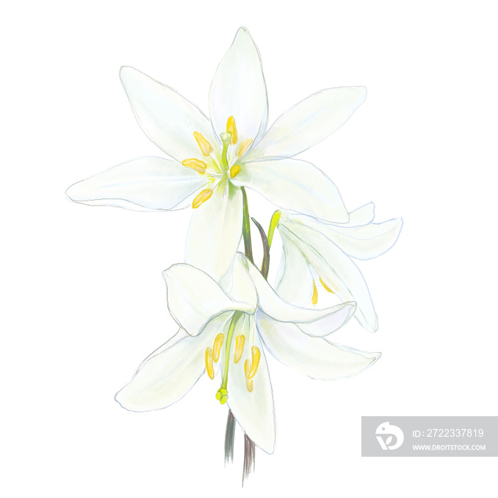 Lilie, białe kwiaty, 3, komunia