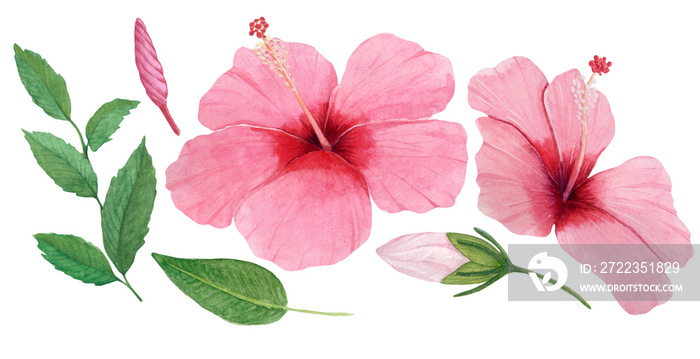 Hibiscus rosa watercolor with leaf for havaii party or luau party. Watercolor floral illustration fo