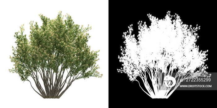 树（Baccharis Pilularis）的左视图png，带有alpha通道，以3D渲染的方式剪切