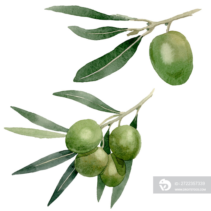 Olive branch with black and green fruit. Watercolor background illustration set. Isolated olives ill