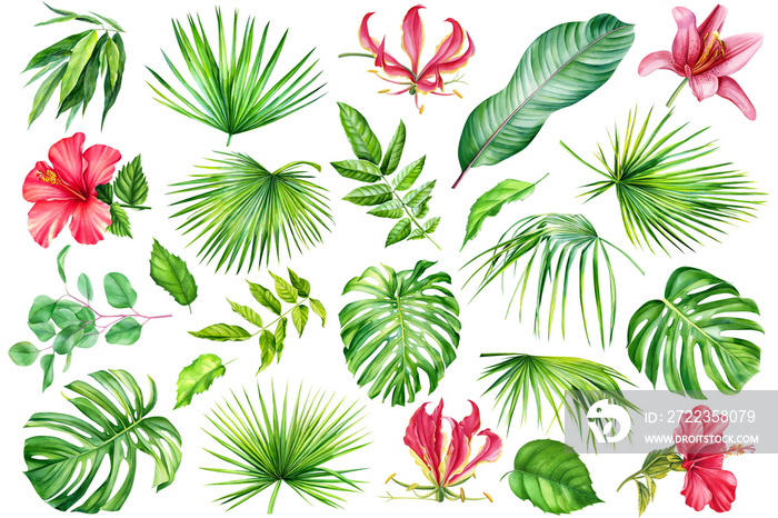 Tropical set, hibiscus flowers, lilies, fire lily, monstera, palm leaves,  eucalyptus,  Strelitzia l